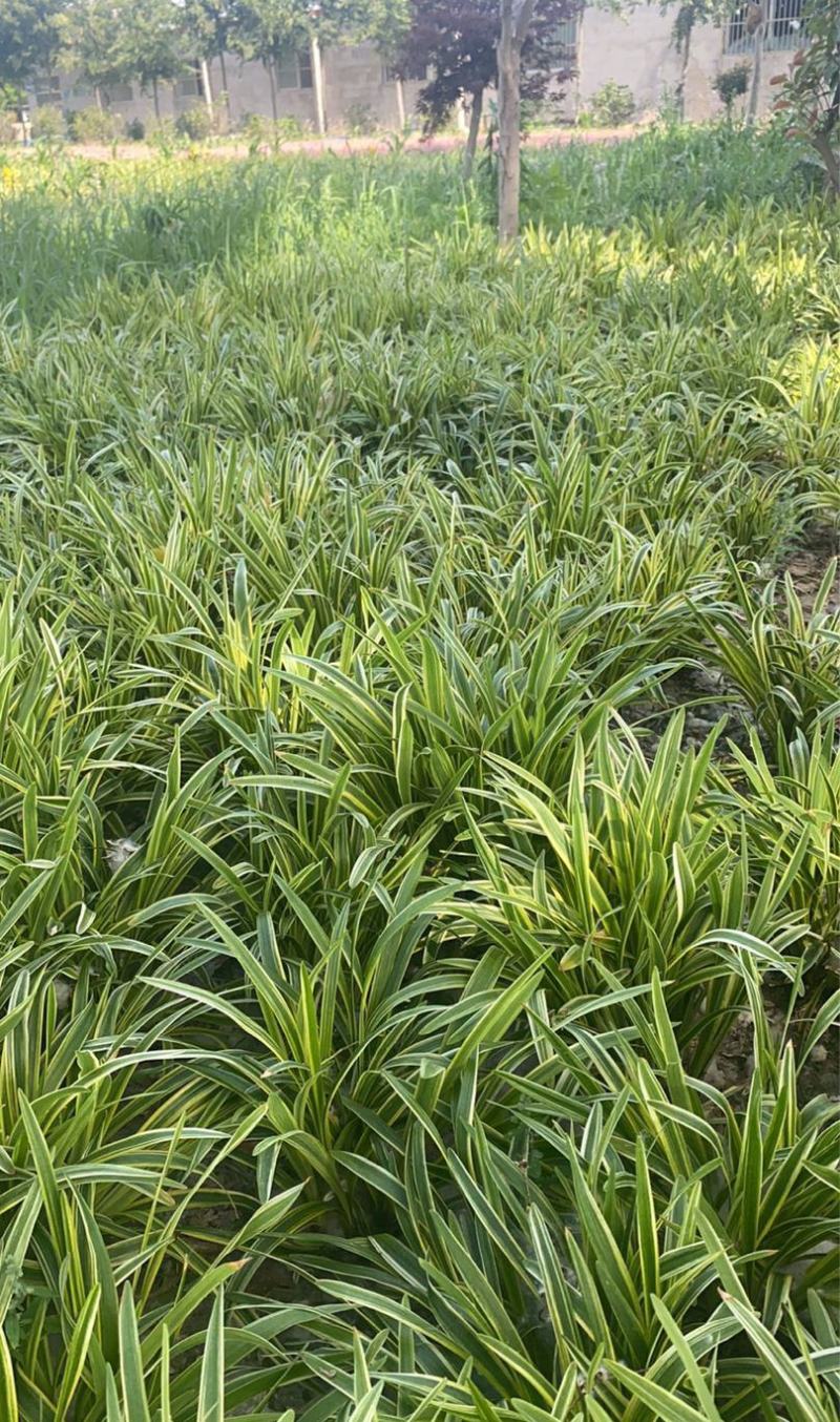 耐寒植物金边麦冬草批发开紫花庭院花园卧室园林地被兰草植物