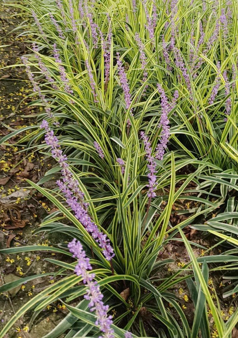 耐寒植物金边麦冬草批发开紫花庭院花园卧室园林地被兰草植物