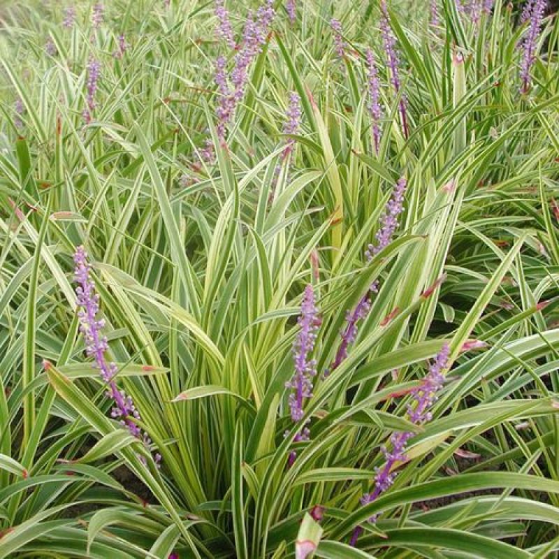 耐寒植物金边麦冬草批发开紫花庭院花园卧室园林地被兰草植物