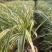 耐寒植物金边麦冬草批发开紫花庭院花园卧室园林地被兰草植物