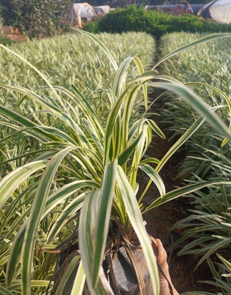 耐寒植物金边麦冬草批发开紫花庭院花园卧室园林地被兰草植物