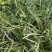 耐寒植物金边麦冬草批发开紫花庭院花园卧室园林地被兰草植物
