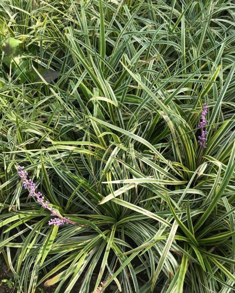 耐寒植物金边麦冬草批发开紫花庭院花园卧室园林地被兰草植物