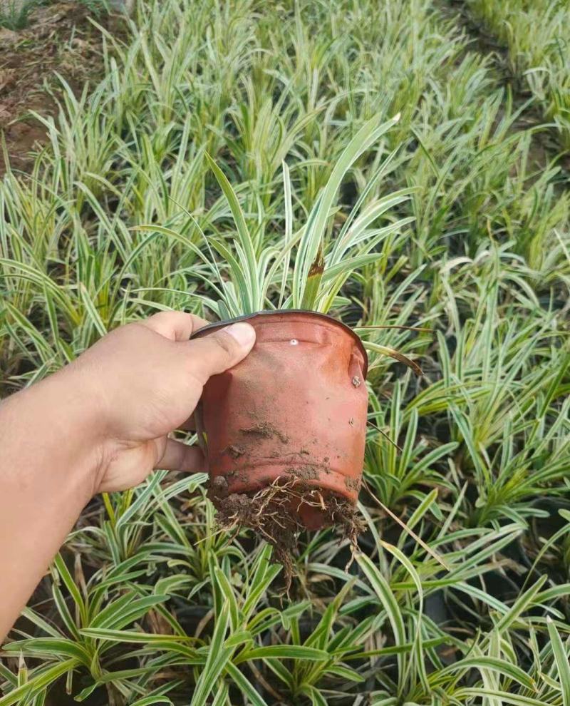 耐寒植物金边麦冬草批发开紫花庭院花园卧室园林地被兰草植物