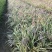 耐寒植物金边麦冬草批发开紫花庭院花园卧室园林地被兰草植物