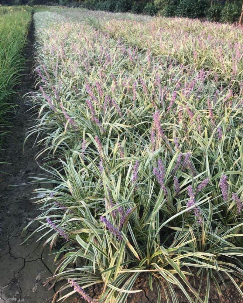 耐寒植物金边麦冬草批发开紫花庭院花园卧室园林地被兰草植物