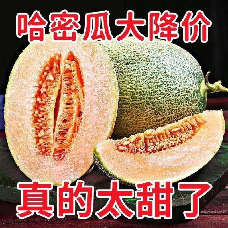 小蜜25.西州蜜，哈密瓜，山东潍坊青州，寿光昌乐主产区，
