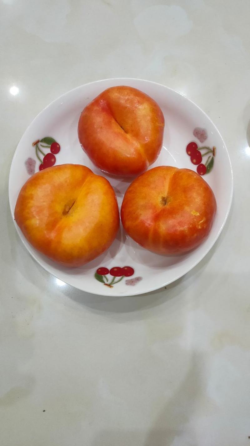 中油蟠7，油蟠桃树苗，7月中旬左右成熟，黄肉，大果形丰产