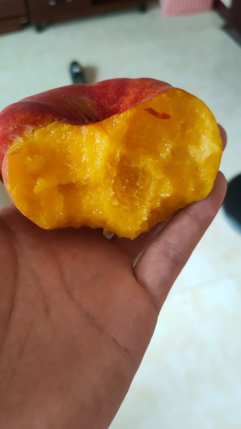中油蟠7，油蟠桃树苗，7月中旬左右成熟，黄肉，大果形丰产