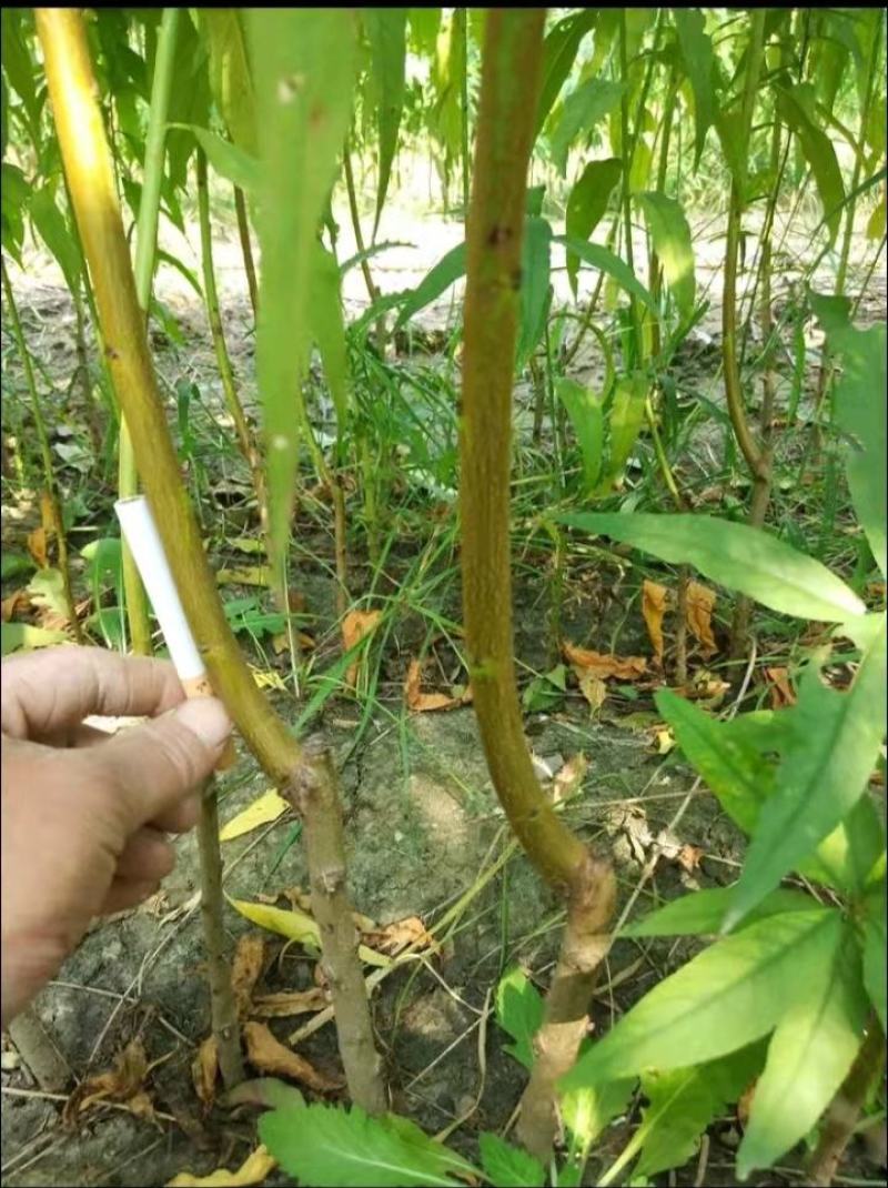 中油蟠7，油蟠桃树苗，7月中旬左右成熟，黄肉，大果形丰产