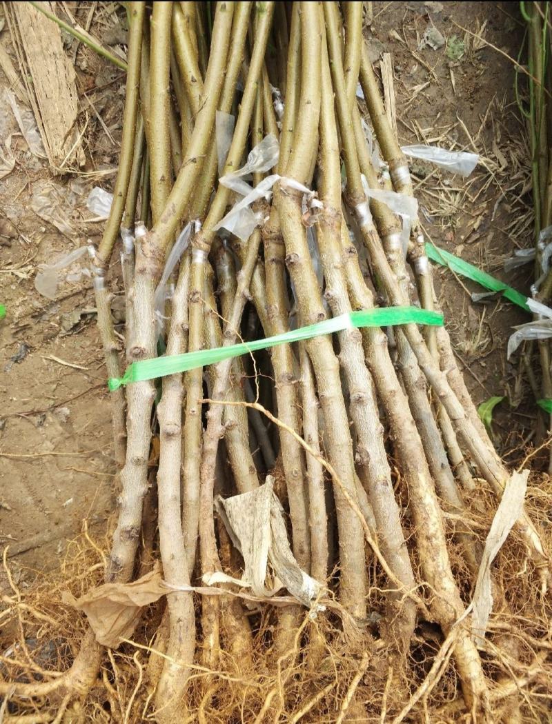 中油蟠7，油蟠桃树苗，7月中旬左右成熟，黄肉，大果形丰产