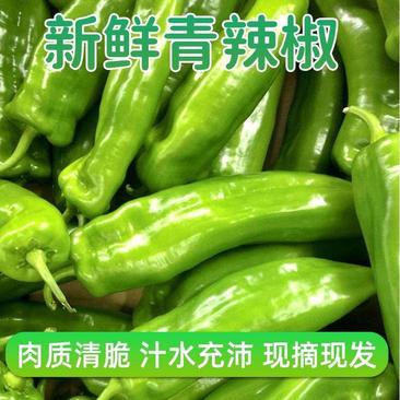 鲜辣椒，，黑黄线大果尖椒，量大质优，山东青州谭坊品种齐全