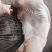 白条猪肥猪冷冻猪肉现货品质保障