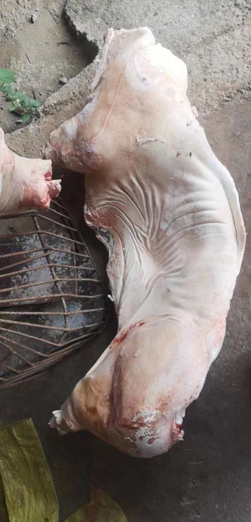 白条猪肥猪冷冻猪肉现货品质保障