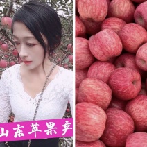 山东早熟鲁丽苹果美八苹果上市货源充足以手选为主
