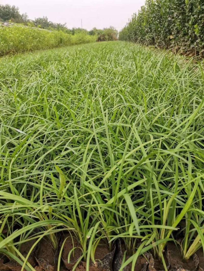 细叶麦冬草会开花庭院别墅绿化耐寒耐践踏地被花草工程苗