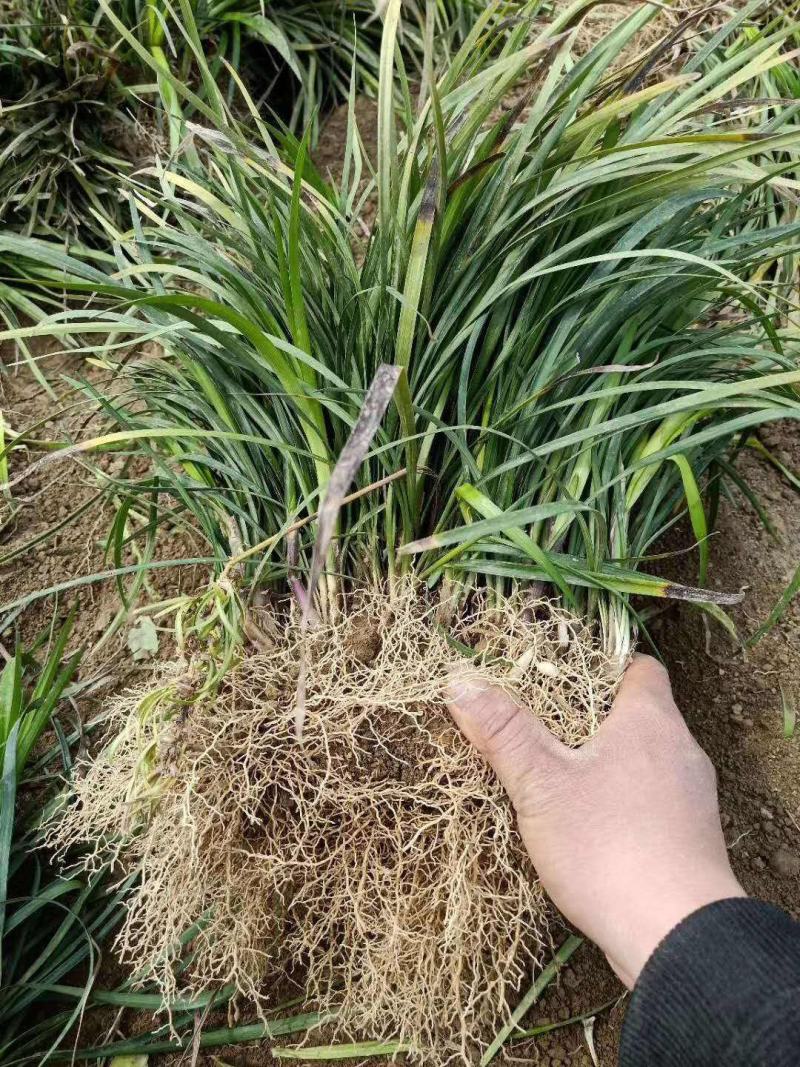 细叶麦冬草会开花庭院别墅绿化耐寒耐践踏地被花草工程苗