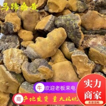 西藏桑黄野生天然马蹄桑黄一公斤起包邮大量一手货源质量保证