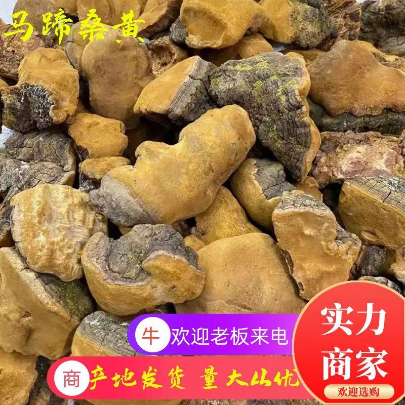 西藏桑黄野生天然马蹄桑黄一公斤起包邮大量一手货源质量保证