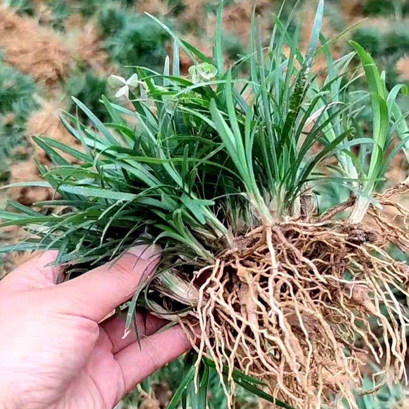 日本矮麦冬草庭院园林绿化草坪金边麦冬草玉龙草道路细叶麦冬