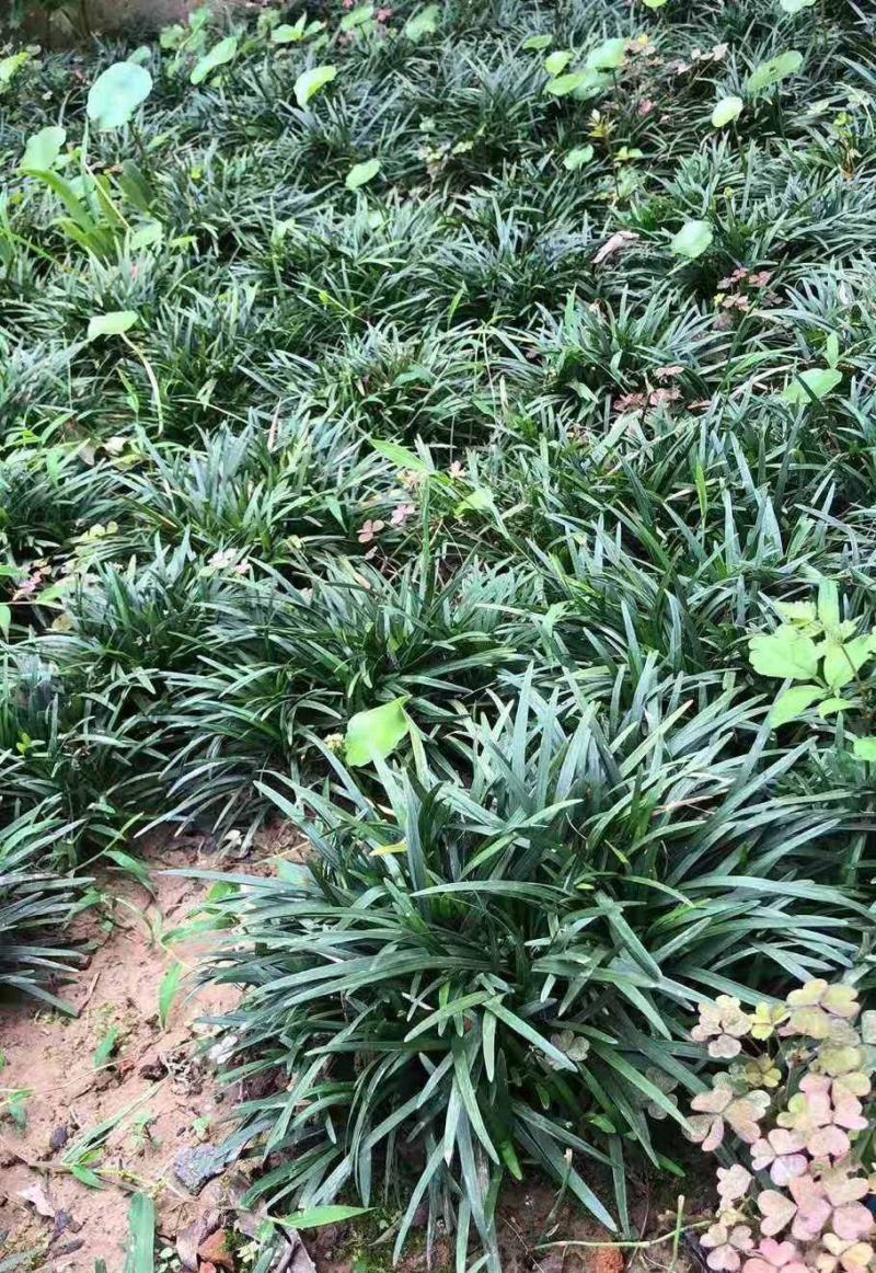日本矮麦冬草庭院园林绿化草坪金边麦冬草玉龙草道路细叶麦冬