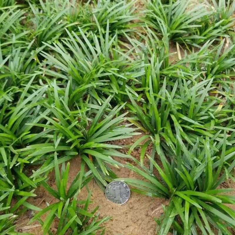 日本矮麦冬草庭院园林绿化草坪金边麦冬草玉龙草道路细叶麦冬