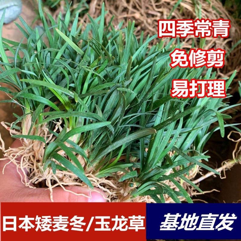日本矮麦冬草庭院园林绿化草坪金边麦冬草玉龙草道路细叶麦冬
