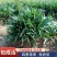 日本矮麦冬草庭院园林绿化草坪金边麦冬草玉龙草道路细叶麦冬