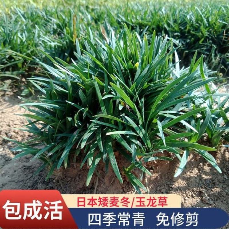 日本矮麦冬草庭院园林绿化草坪金边麦冬草玉龙草道路细叶麦冬
