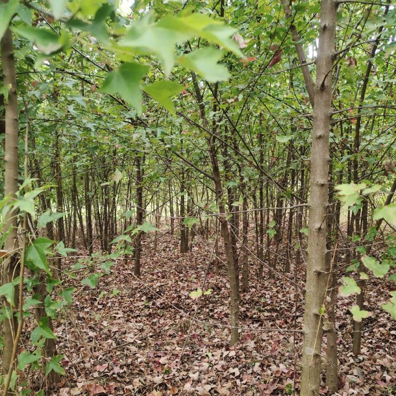 地径两公分以上三角枫