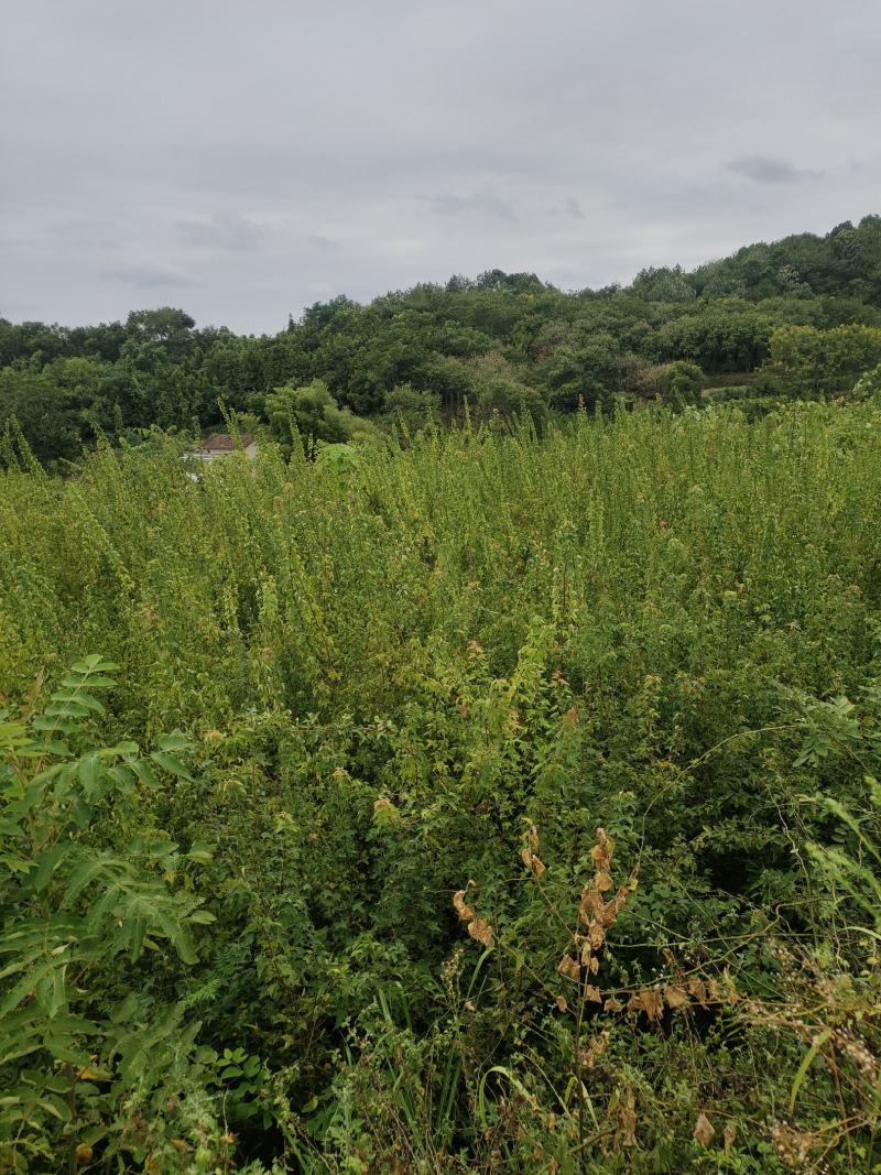 地径两公分以上三角枫