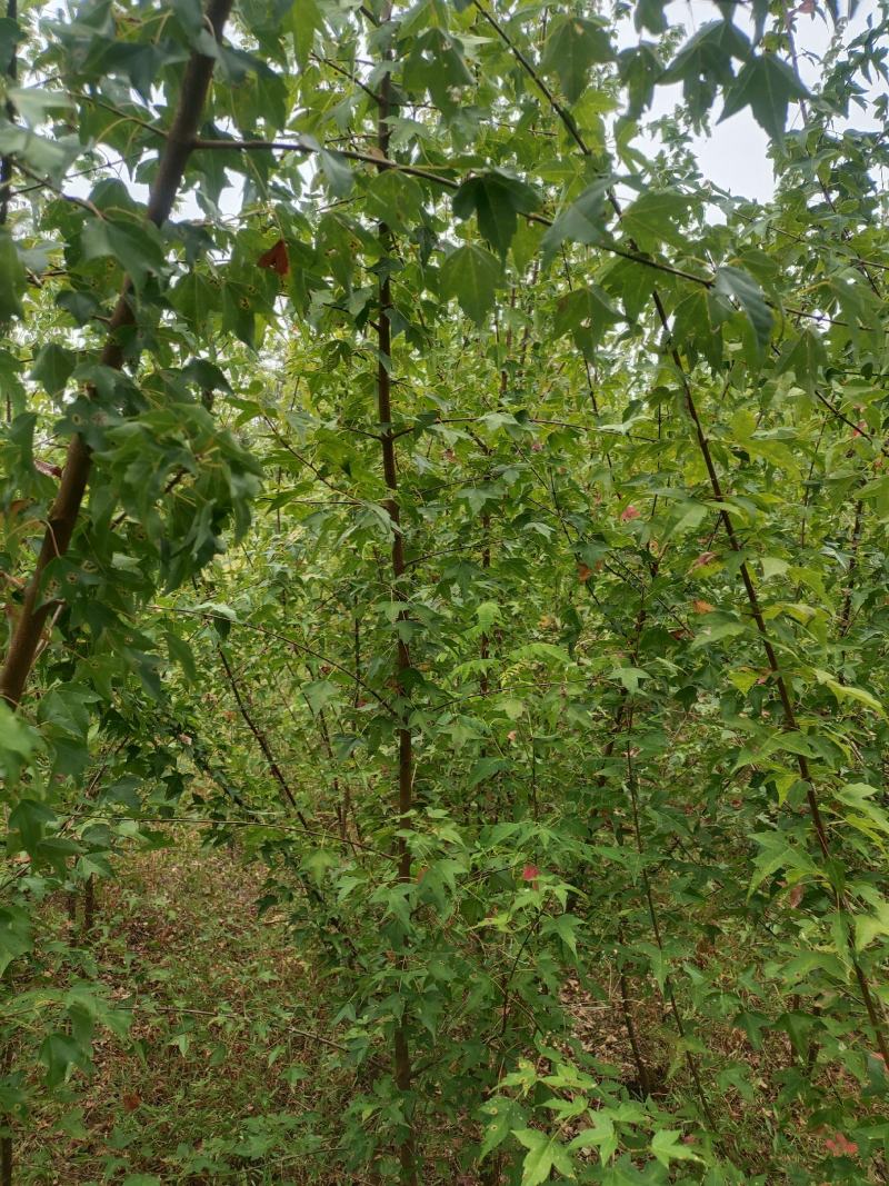 地径两公分以上三角枫