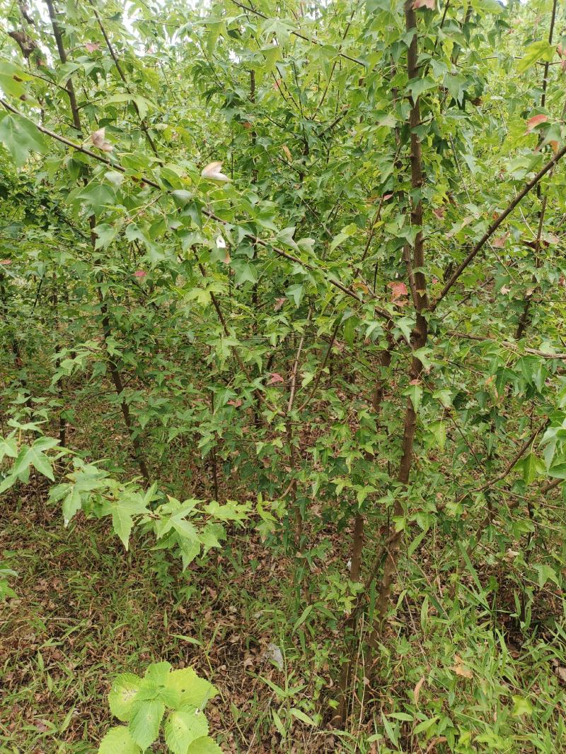 地径两公分以上三角枫