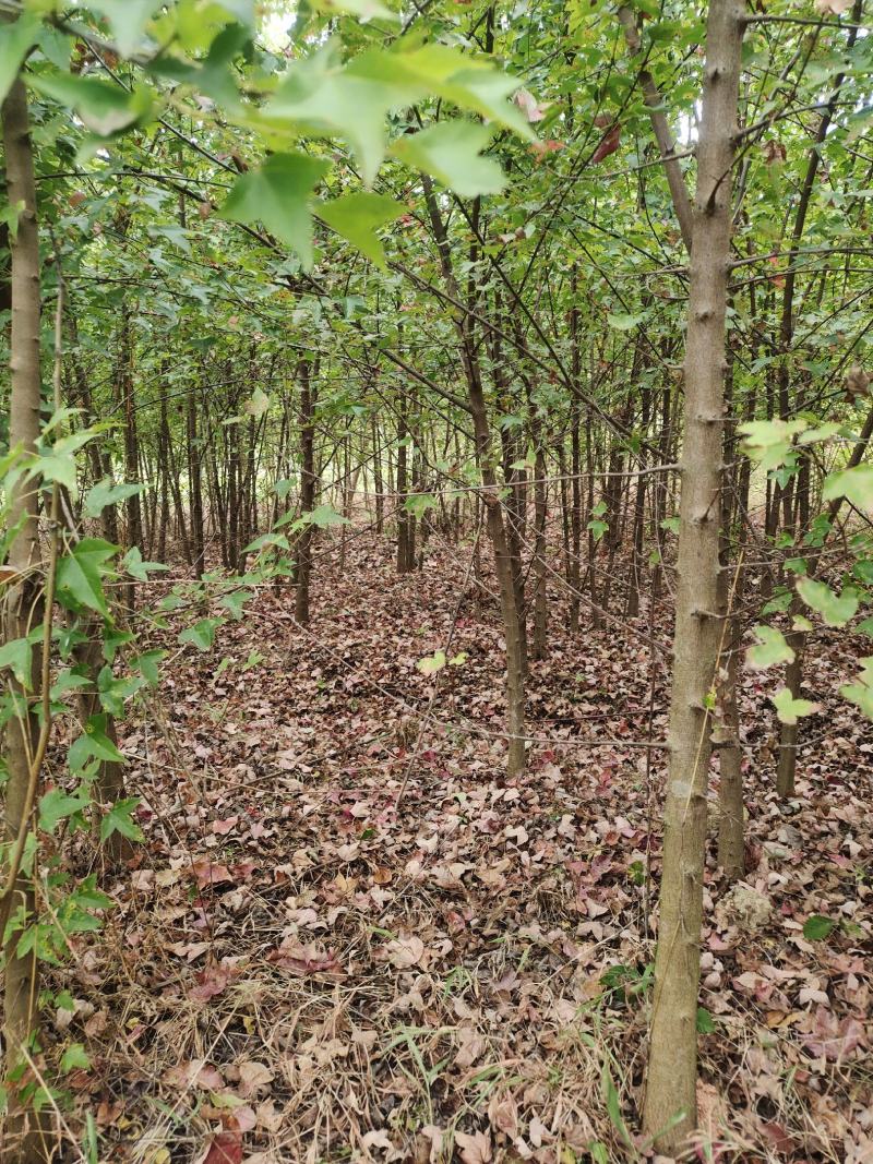 地径两公分以上三角枫