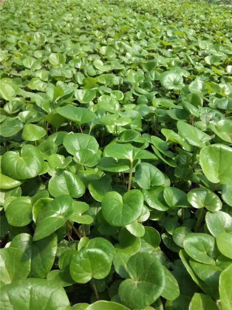 大叶花叶吴风草盆栽苗四季常绿耐阴好养庭院观叶植物造景