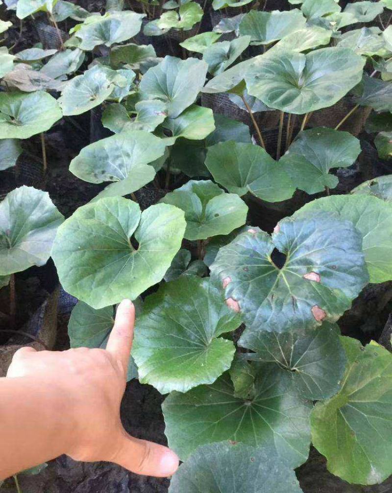 大叶花叶吴风草盆栽苗四季常绿耐阴好养庭院观叶植物造景