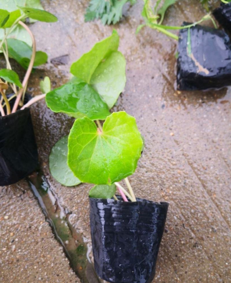 大叶花叶吴风草盆栽苗四季常绿耐阴好养庭院观叶植物造景