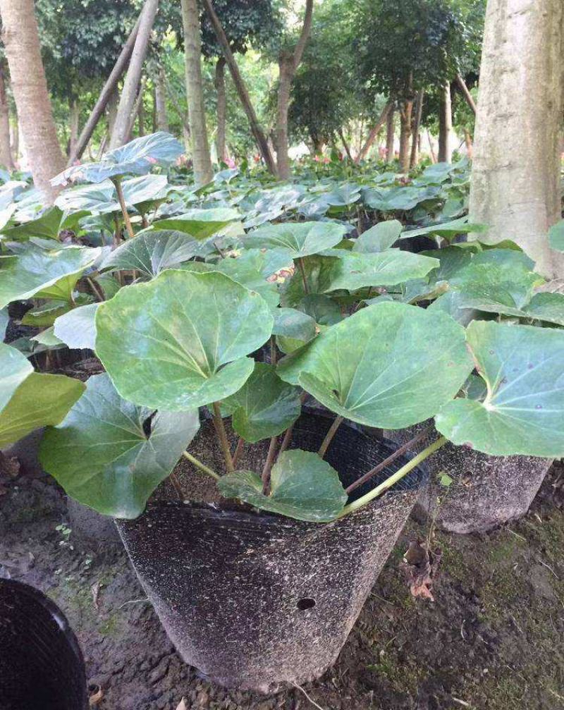 大叶花叶吴风草盆栽苗四季常绿耐阴好养庭院观叶植物造景