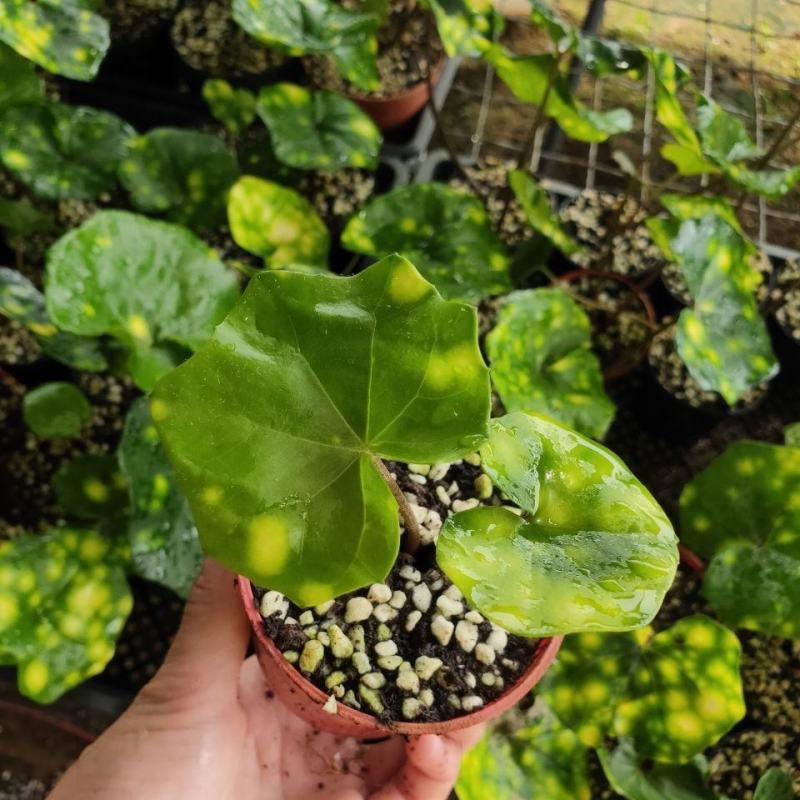 斑叶吴风草花叶吴风草常绿耐阴植物适合庭院花园别墅净化