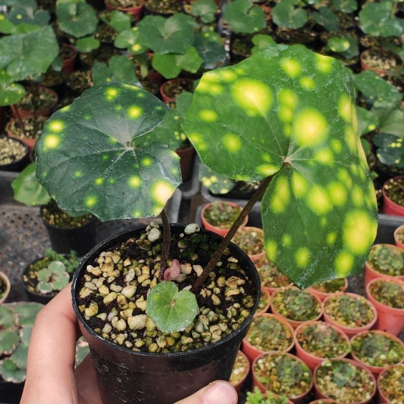 斑叶吴风草花叶吴风草常绿耐阴植物适合庭院花园别墅净化