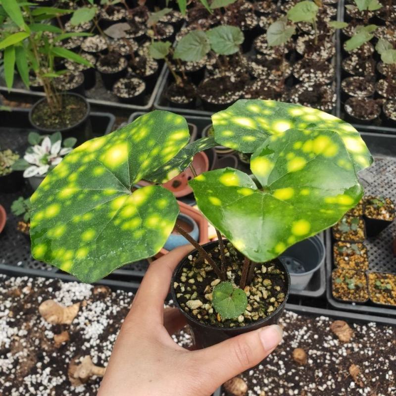 斑叶吴风草花叶吴风草常绿耐阴植物适合庭院花园别墅净化
