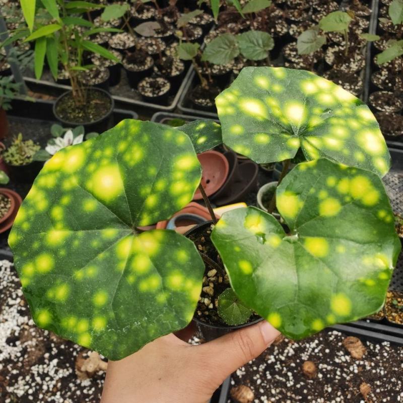 斑叶吴风草花叶吴风草常绿耐阴植物适合庭院花园别墅净化