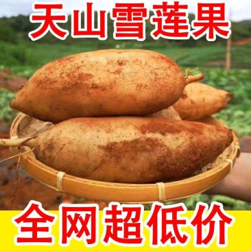 高山雪莲果产地一件代发多多买菜,社区团购,美团优选,市场