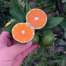 资阳【大分蜜橘大量上市]欢迎全球各地老板前来