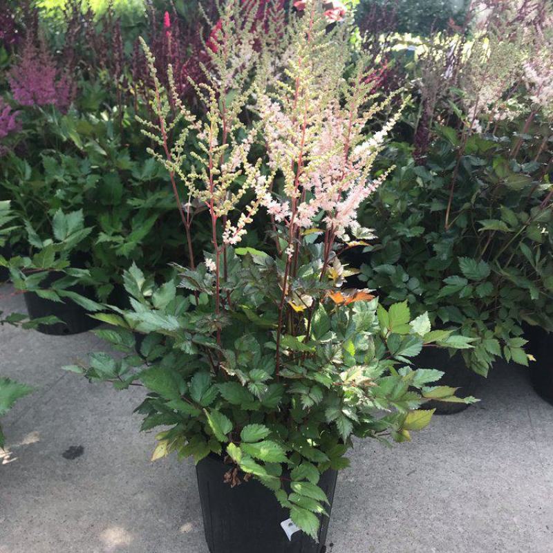 落新妇花卉盆栽花苗庭院植物阳台花园花镜耐阴耐寒