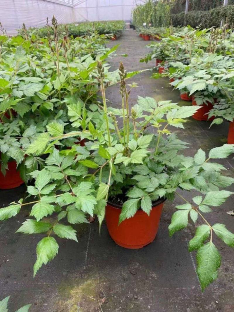 落新妇花卉盆栽花苗庭院植物阳台花园花镜耐阴耐寒