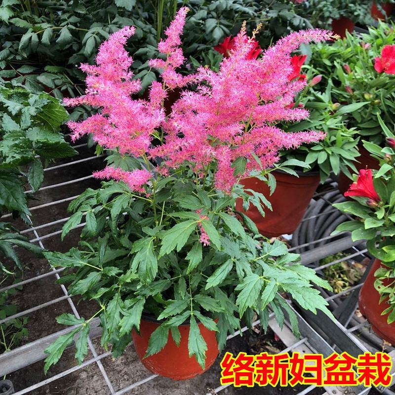 落新妇花卉盆栽花苗庭院植物阳台花园花镜耐阴耐寒