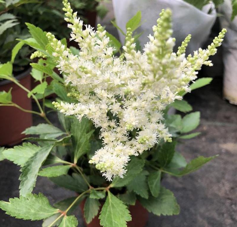 落新妇花卉盆栽花苗庭院植物阳台花园花镜耐阴耐寒
