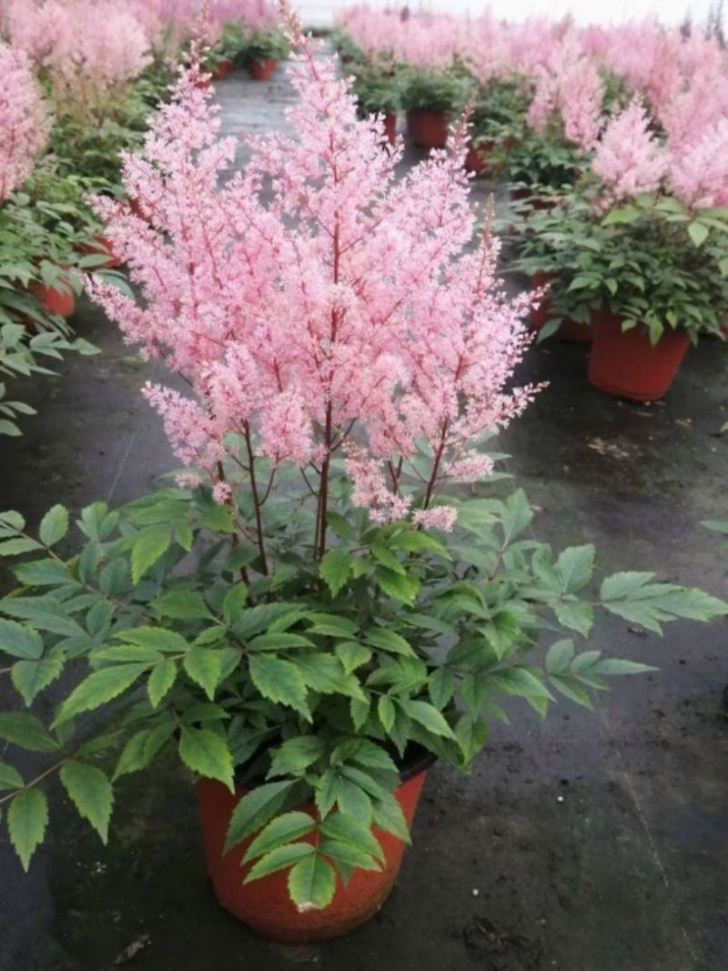 落新妇花卉盆栽花苗庭院植物阳台花园花镜耐阴耐寒