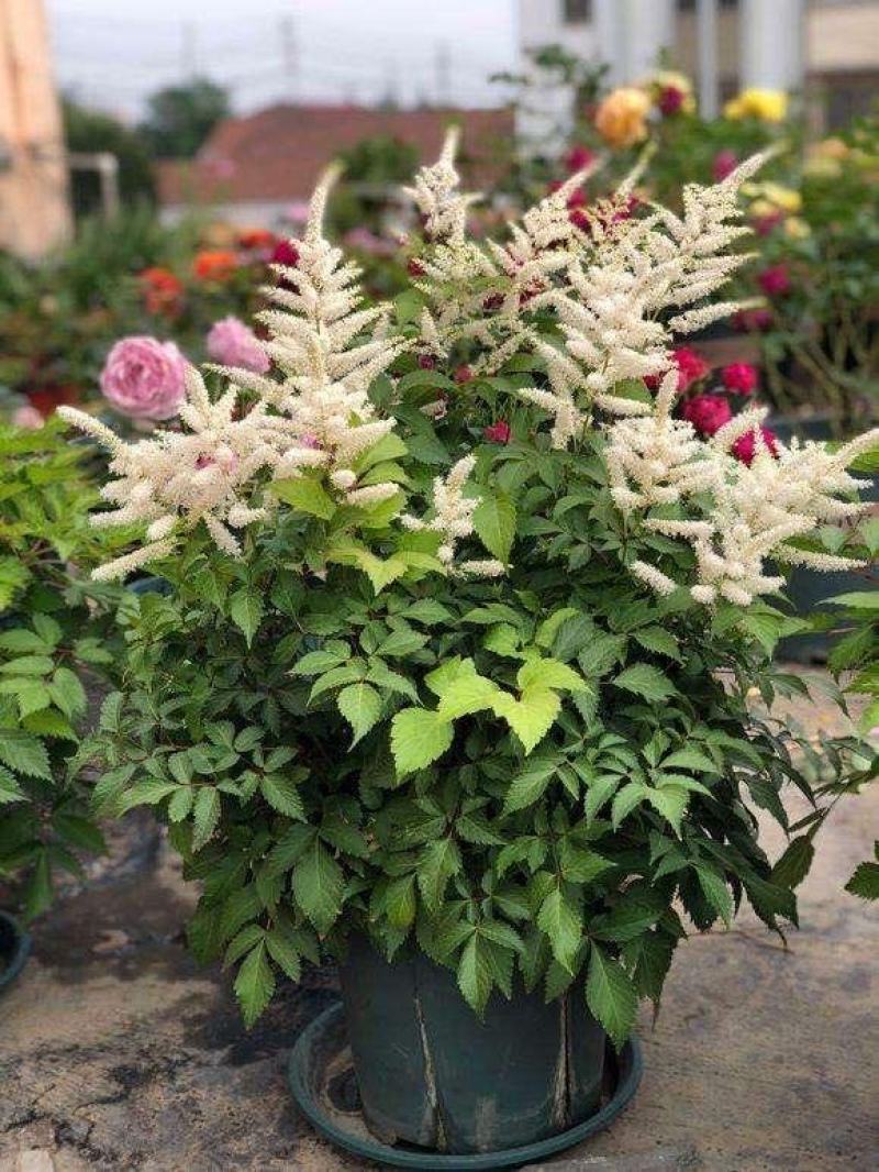 落新妇花卉盆栽花苗庭院植物阳台花园花镜耐阴耐寒